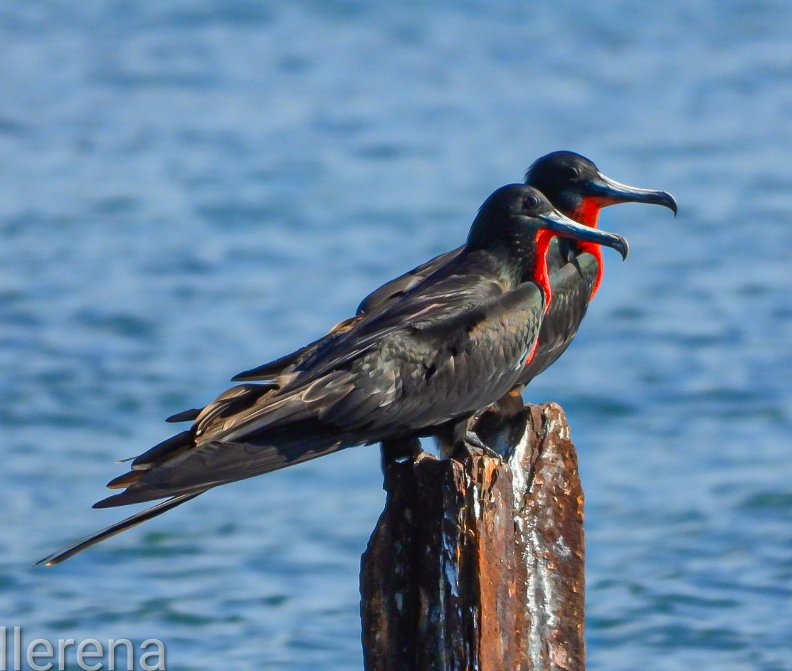 Magnificent Frigatebird - ML645599375