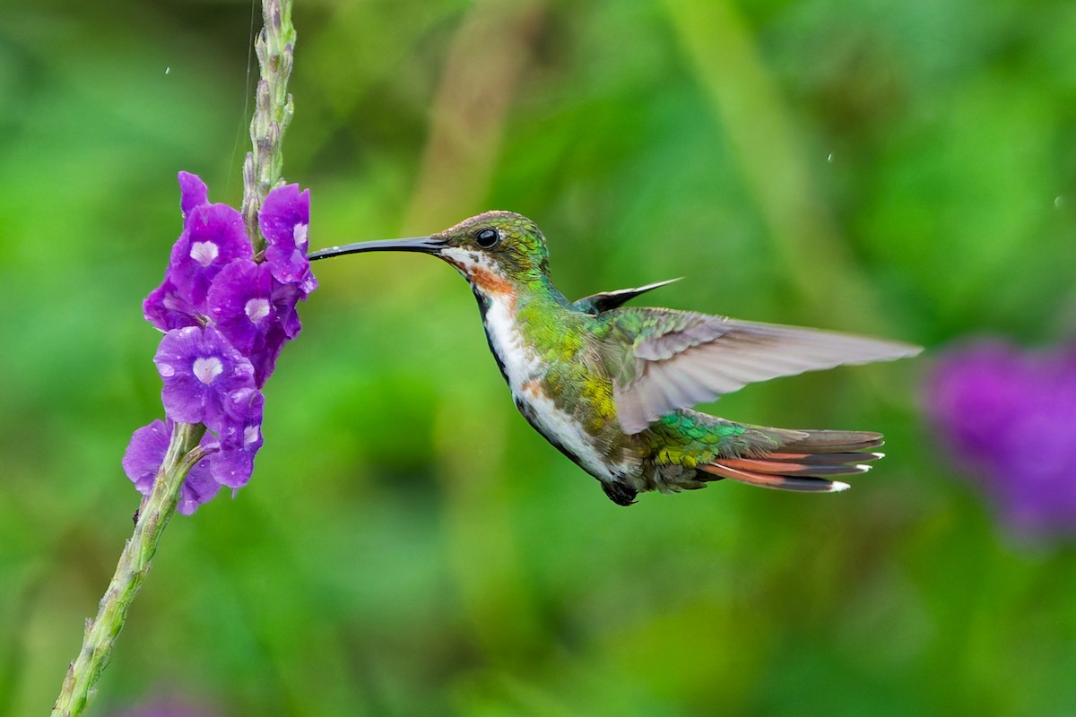 Green-breasted Mango - ML645599379
