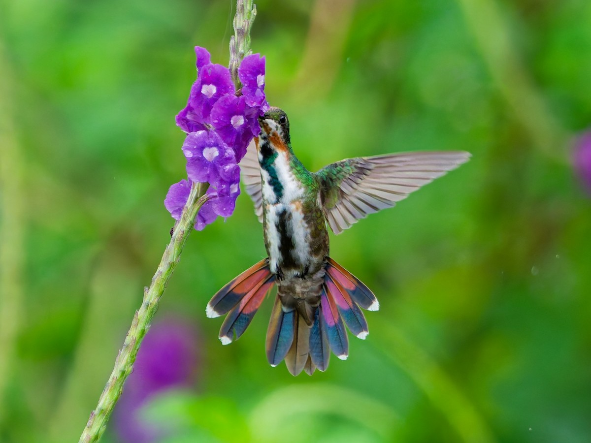 Green-breasted Mango - ML645599380
