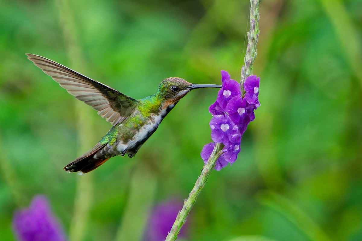 Green-breasted Mango - ML645599381