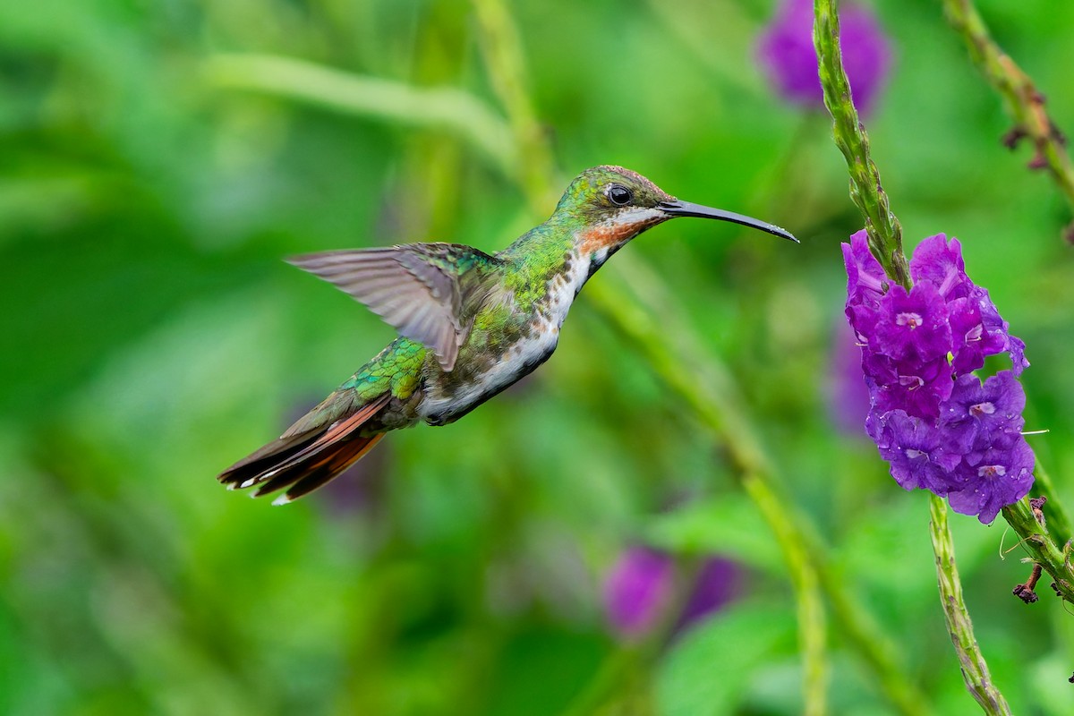 Green-breasted Mango - ML645599382