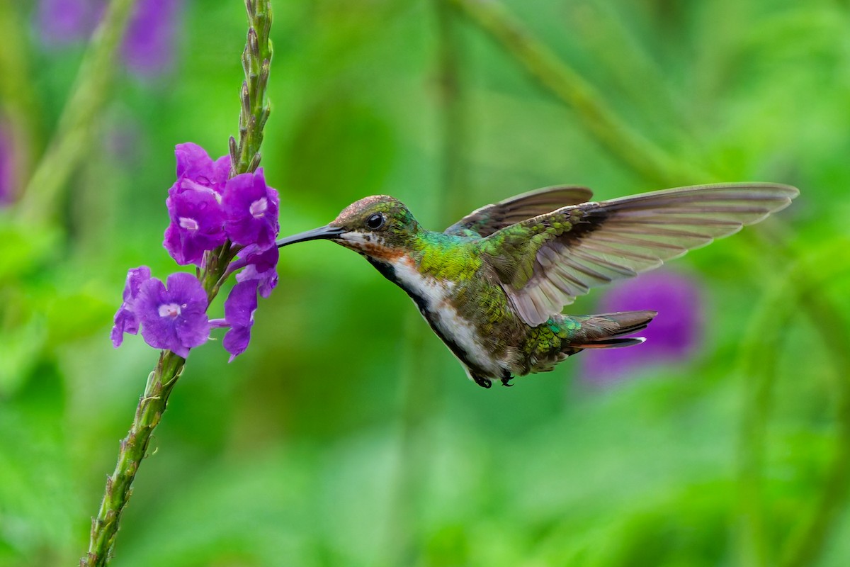 Green-breasted Mango - ML645599383