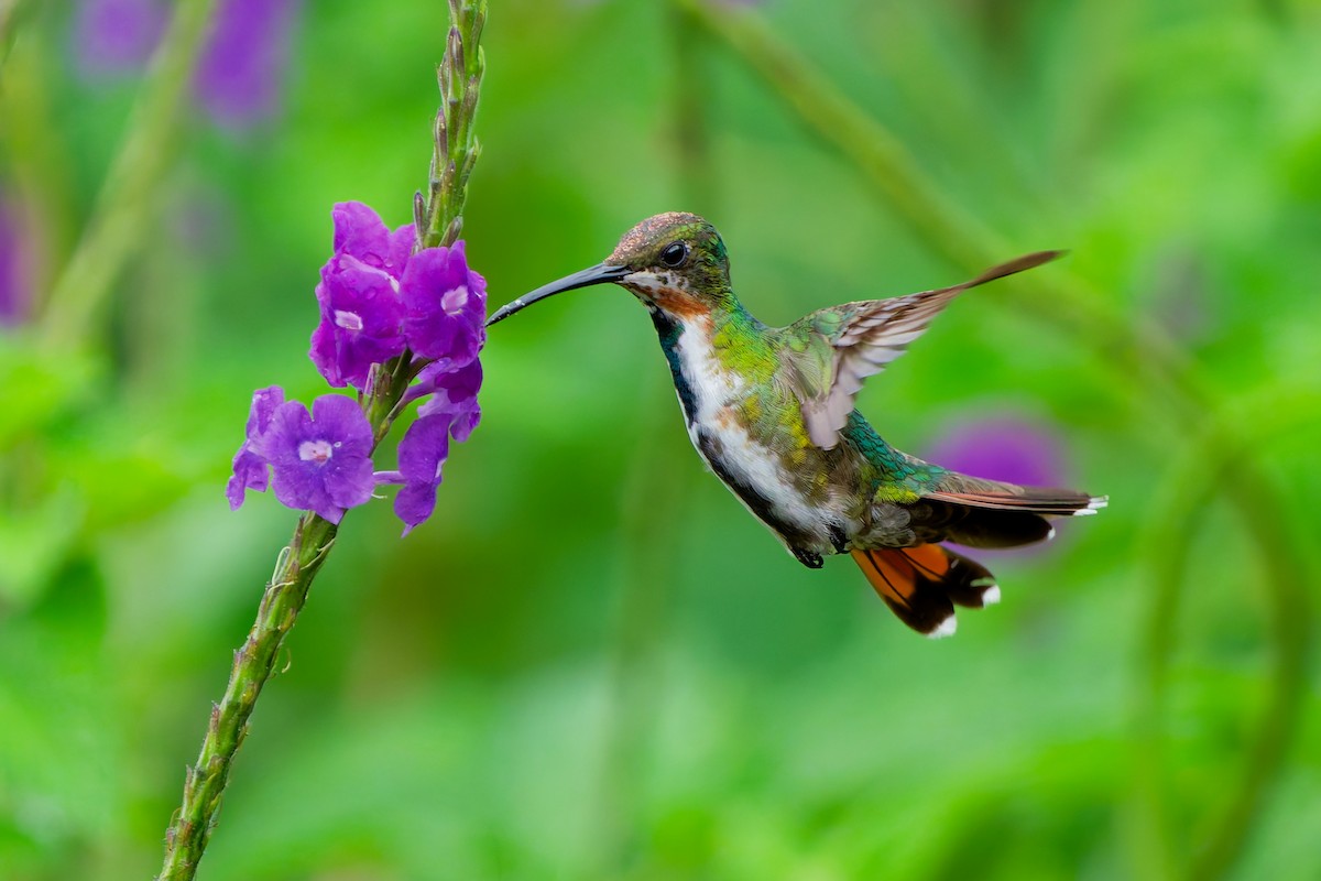 Green-breasted Mango - ML645599384