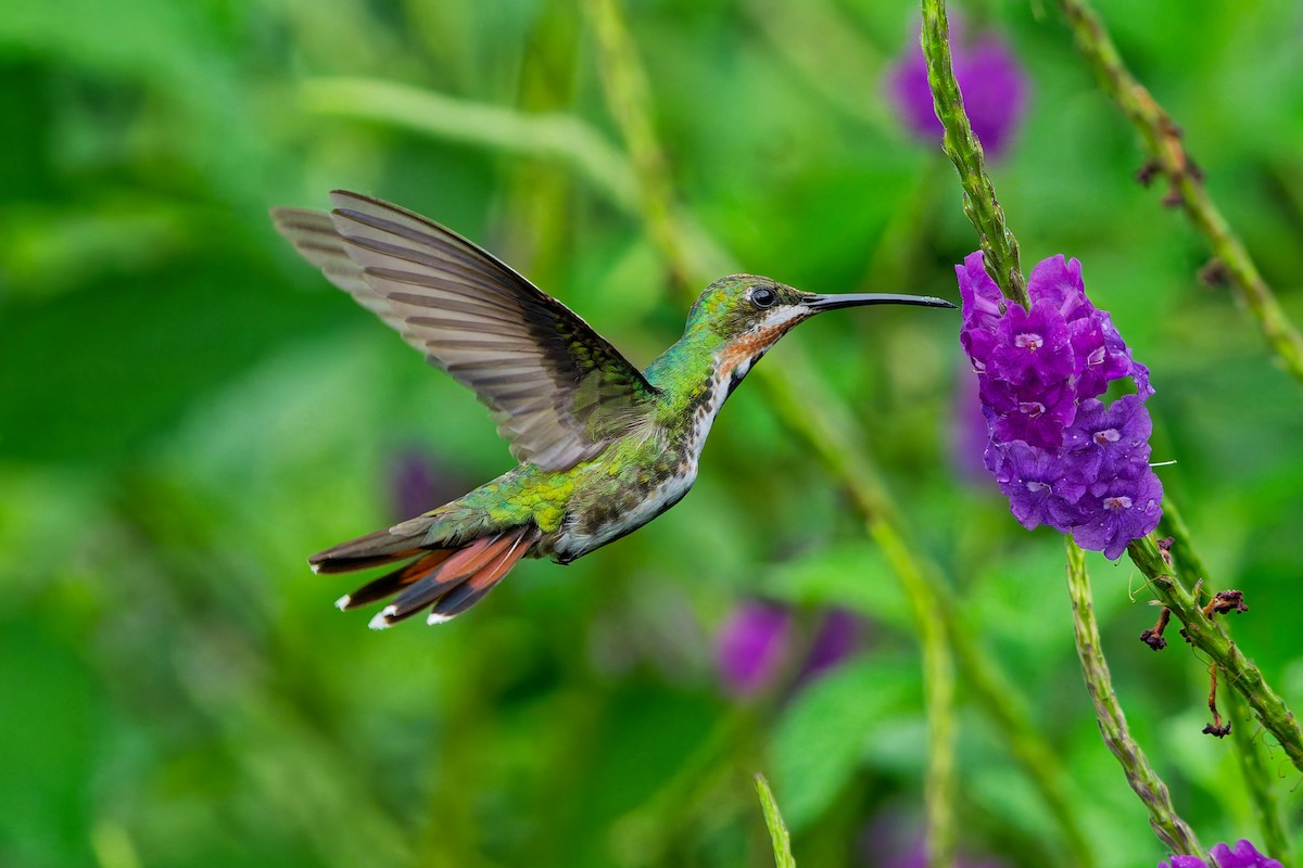 Green-breasted Mango - ML645599385
