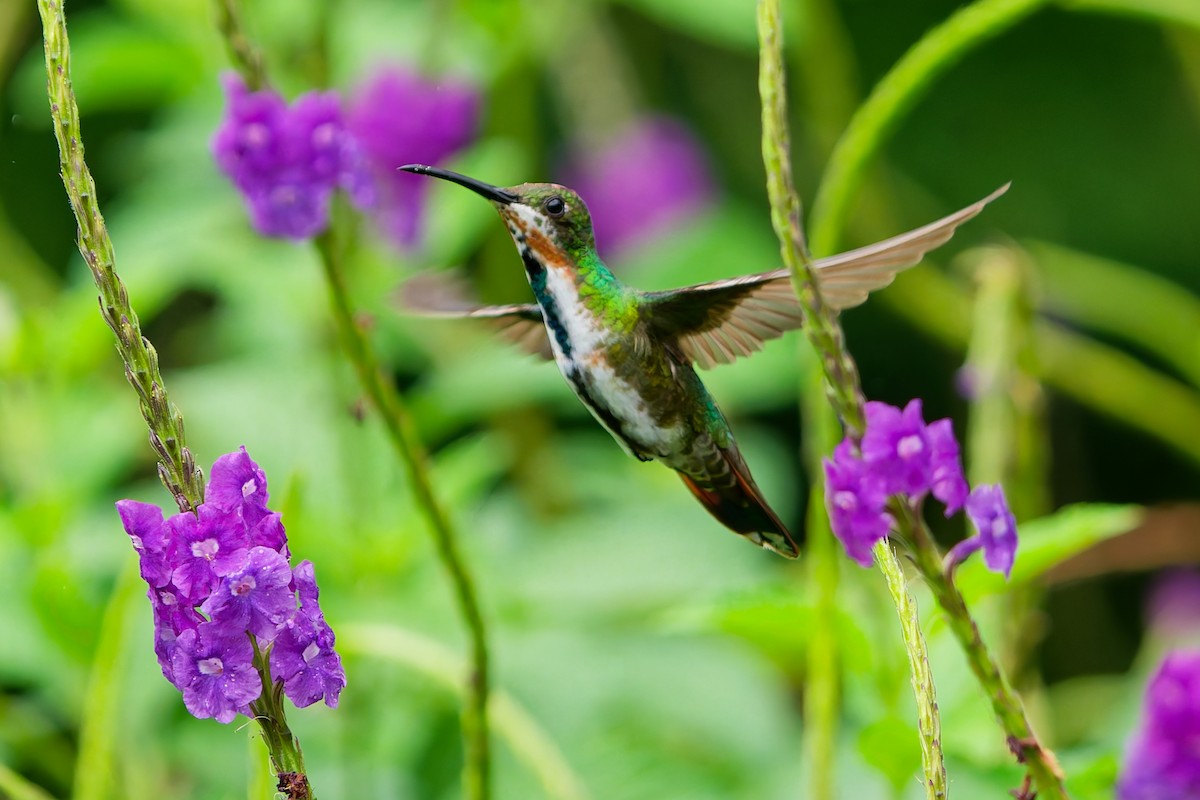 Green-breasted Mango - ML645599389