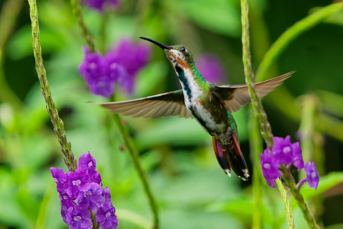 Green-breasted Mango - ML645599390