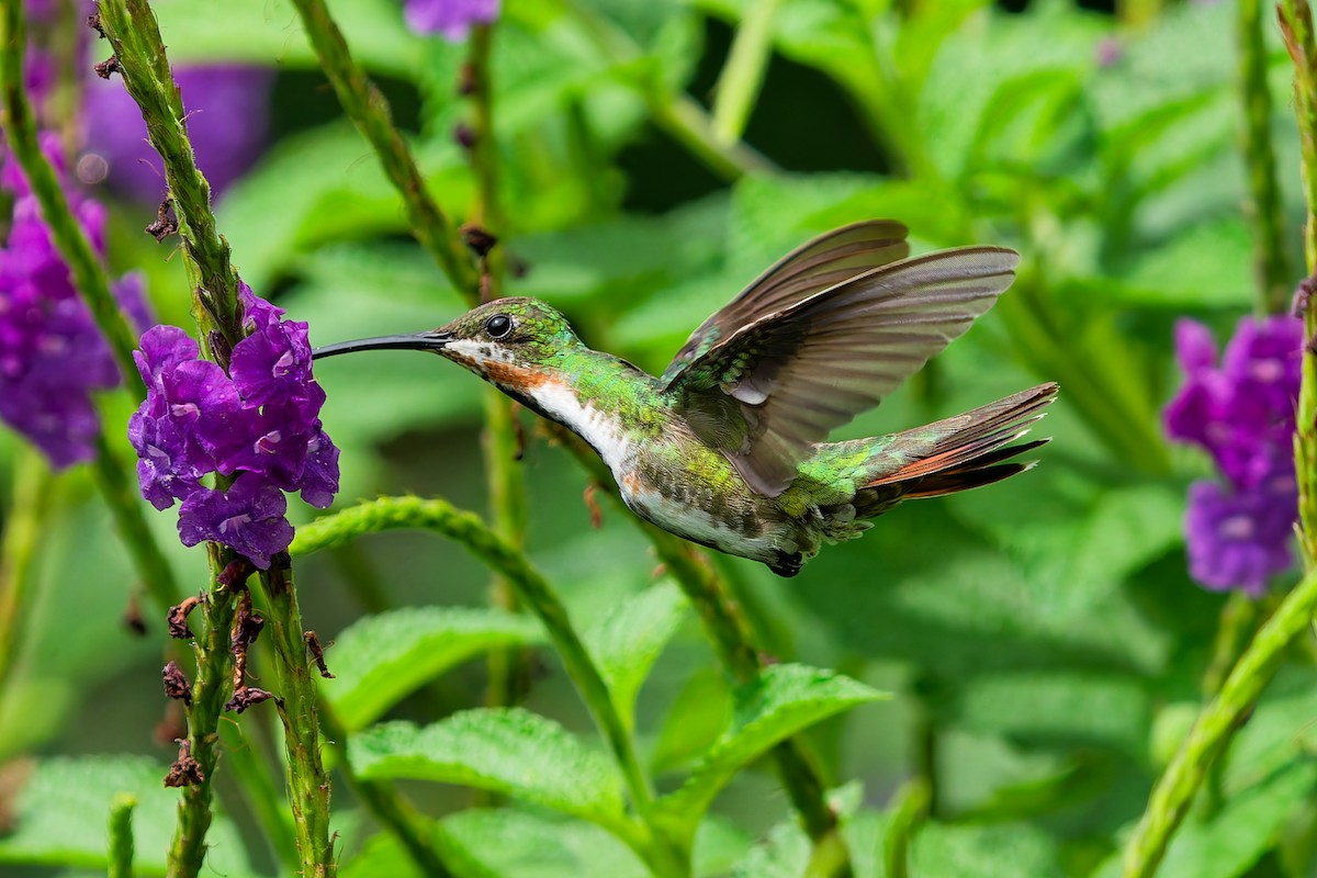 Green-breasted Mango - ML645599391
