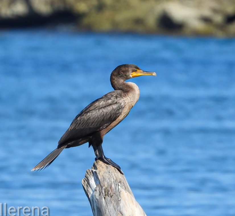 Double-crested Cormorant - ML645599398