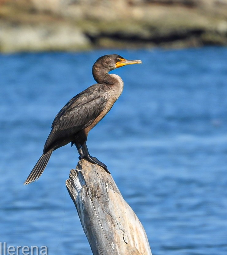 Double-crested Cormorant - ML645599399