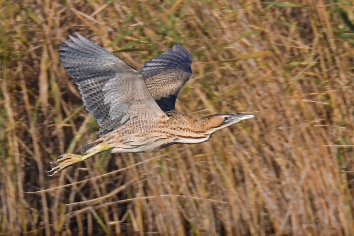 Eurasian Bittern - ML645599409