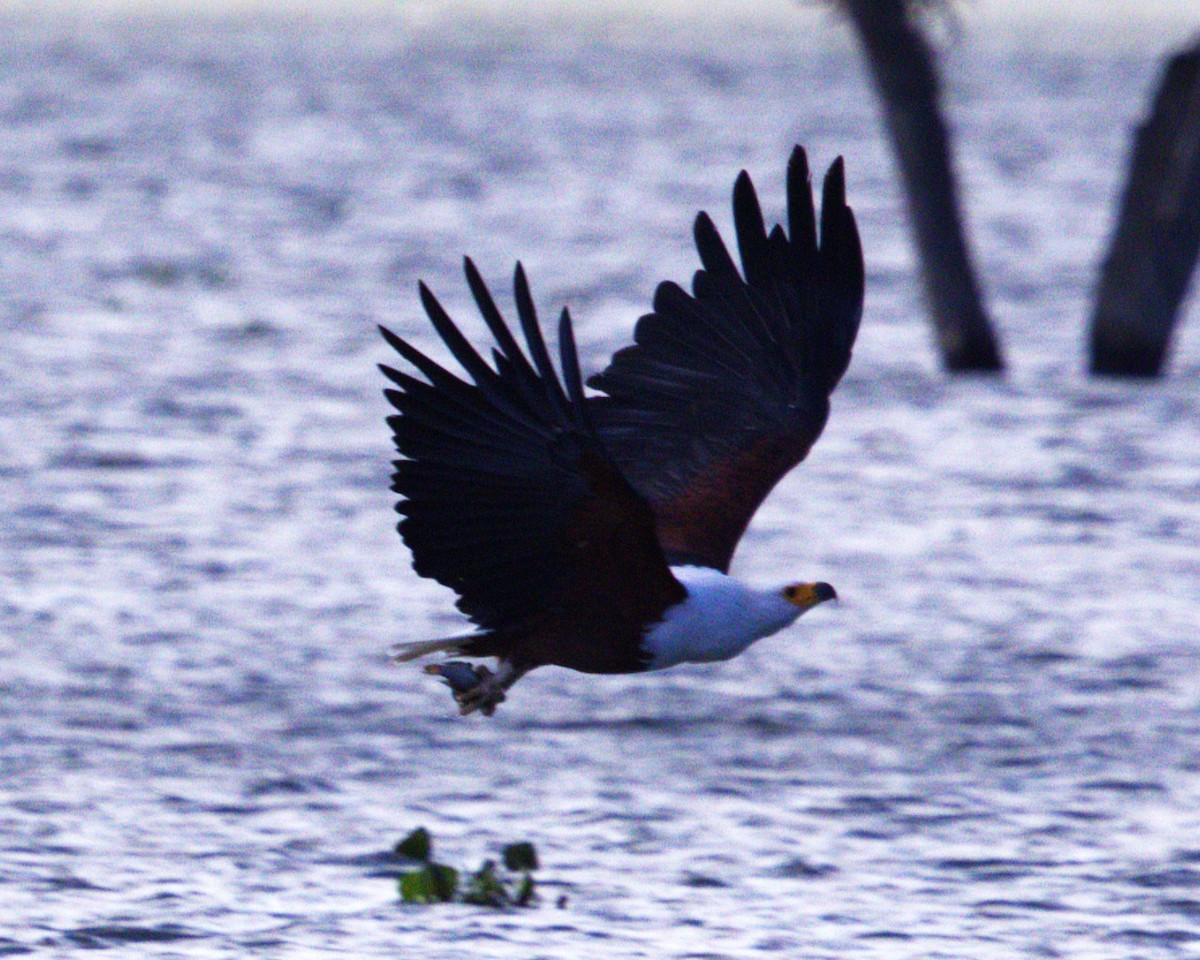 African Fish-Eagle - ML645599411