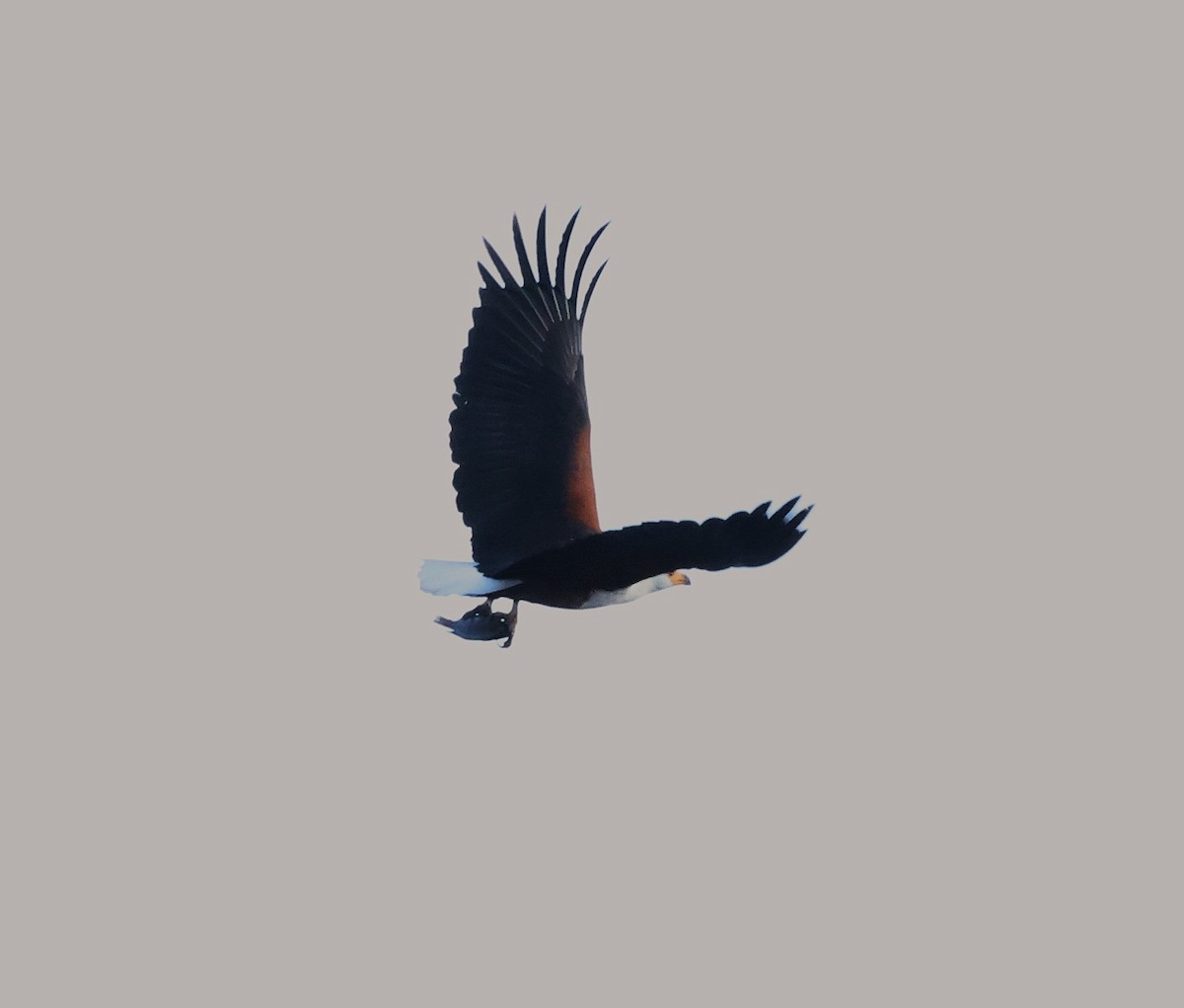 African Fish-Eagle - ML645599412