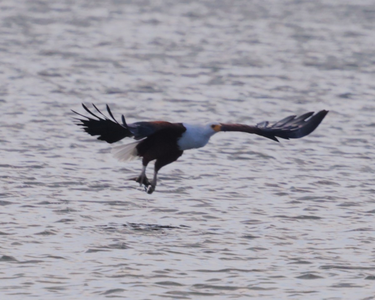 African Fish-Eagle - ML645599413