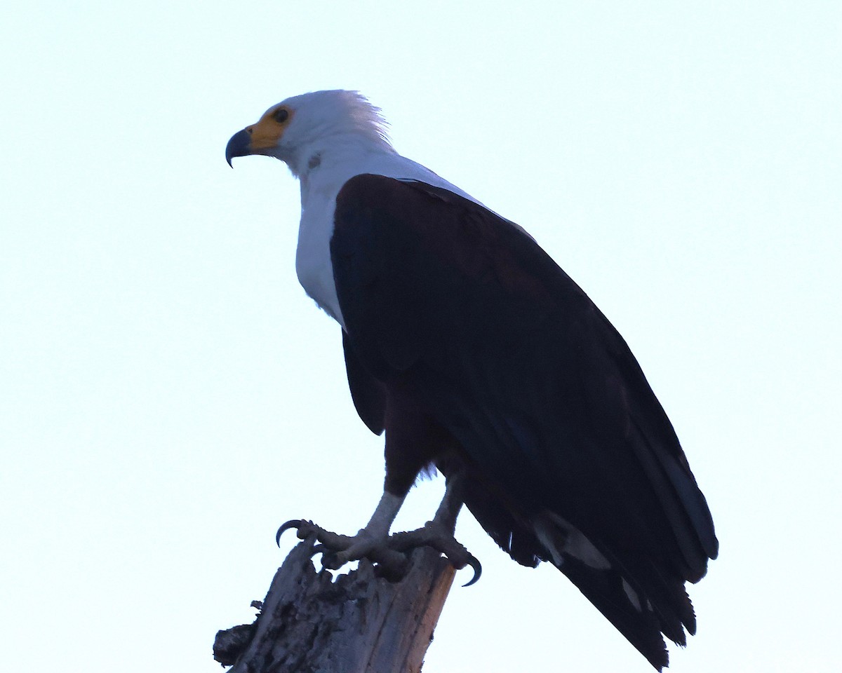 African Fish-Eagle - ML645599414
