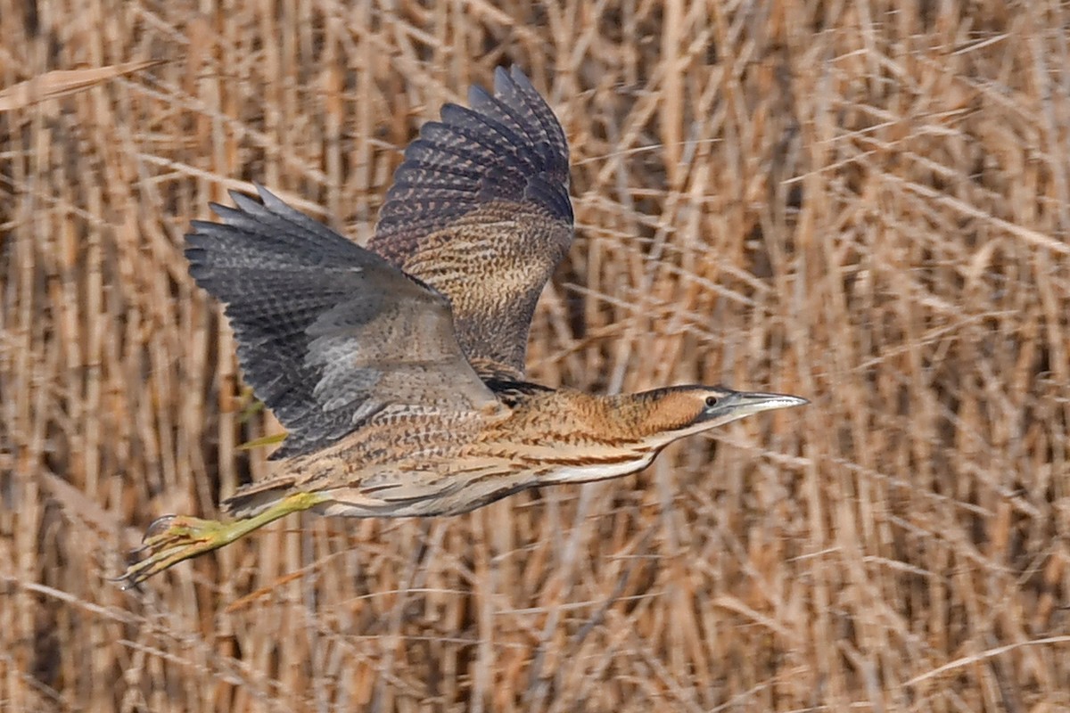 Eurasian Bittern - ML645599418