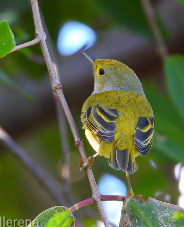 Mangrove Yellow Warbler (Greater Antillean) - ML645599419
