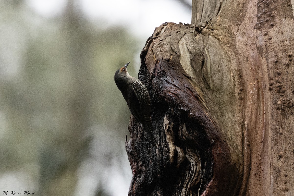 Red-browed Treecreeper - ML645599422