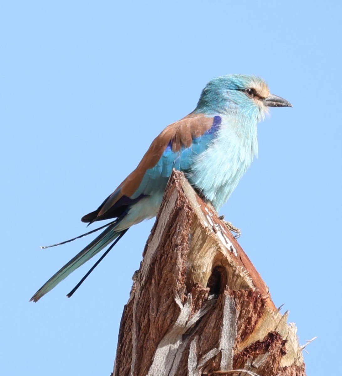 mandelík sahelský - ML645599433