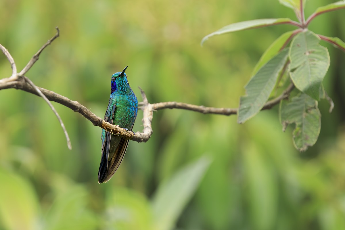 ヒメミドリハチドリ - ML645599437