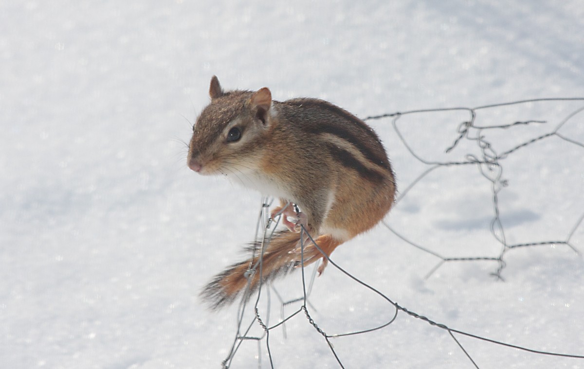 Eastern Chipmunk - ML645599441