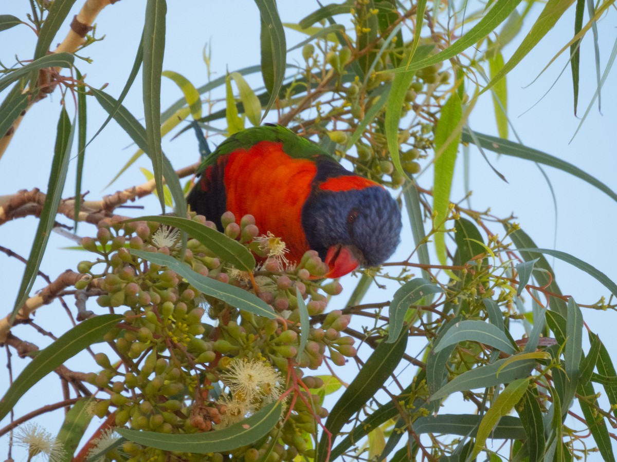 Red-collared Lorikeet - ML645599446