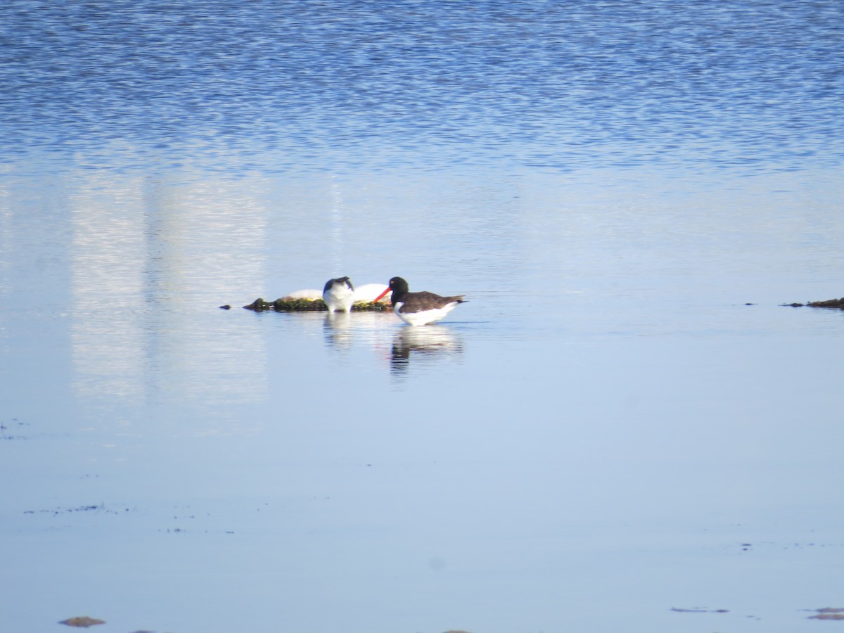 American Oystercatcher - ML645599447