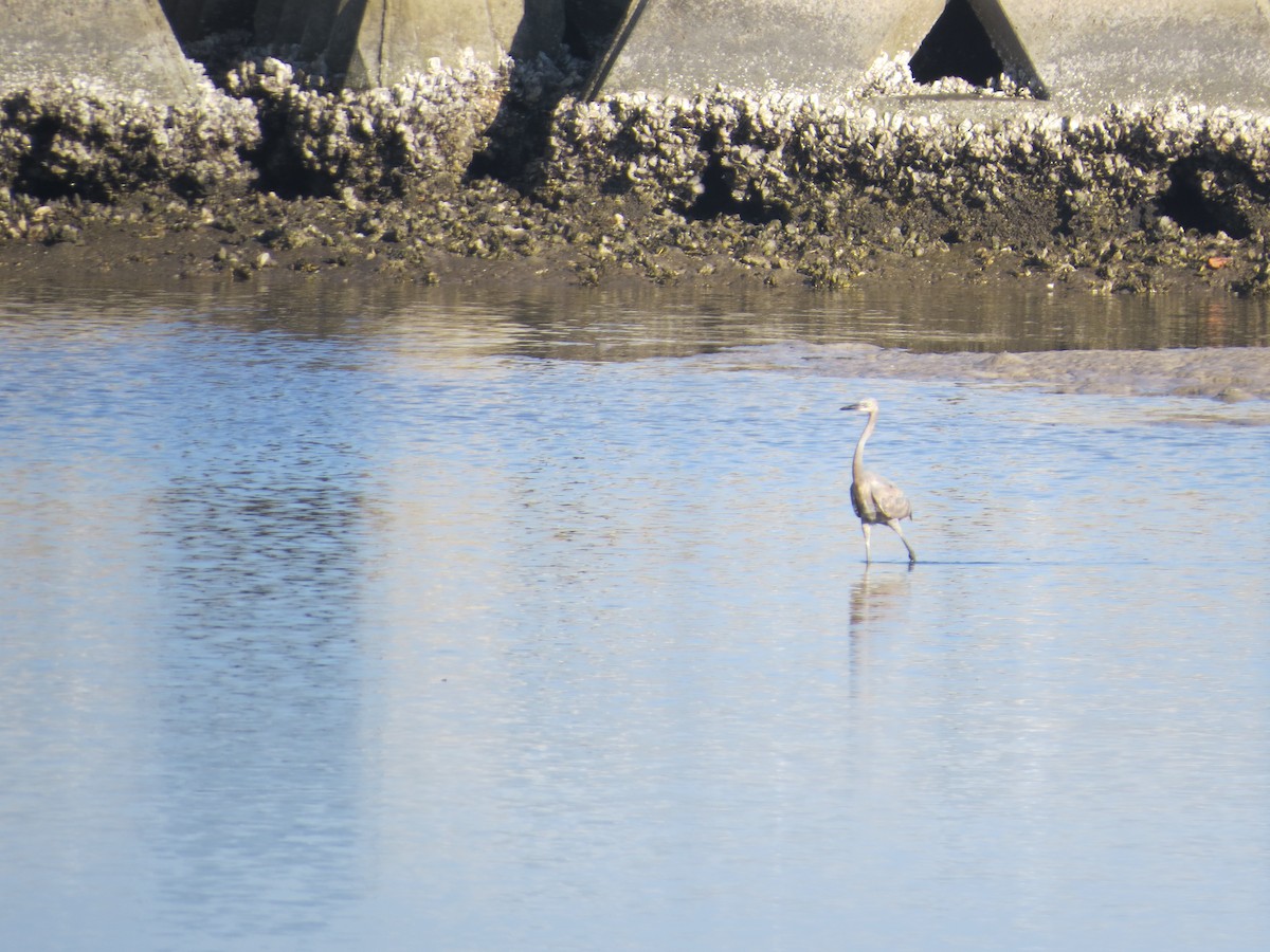 Reddish Egret - ML645599462