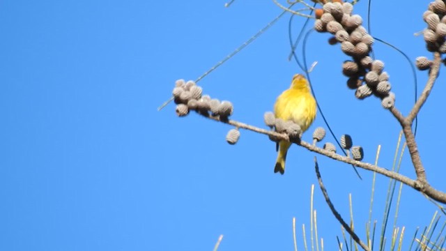 Щедрик sp. - ML645599466