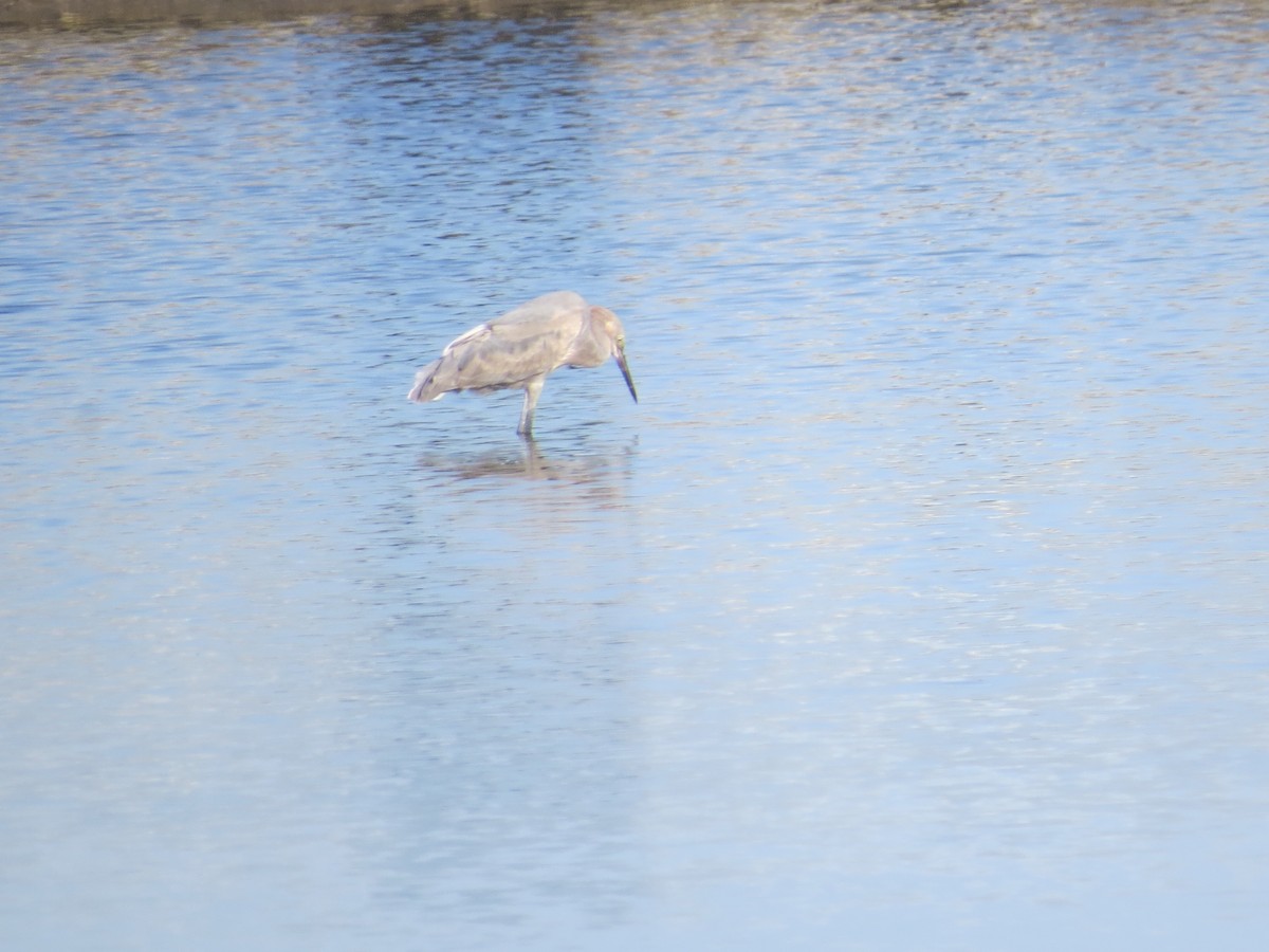 Reddish Egret - ML645599468
