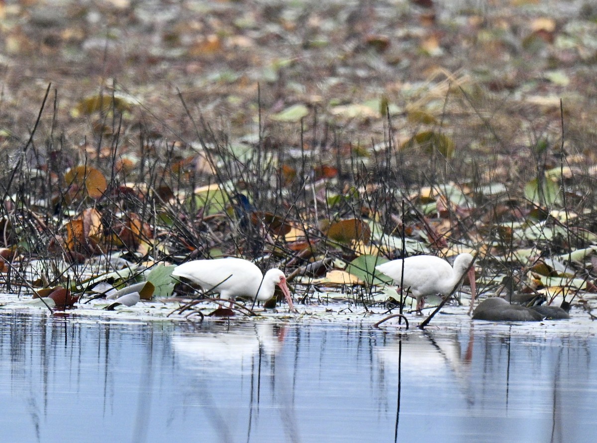 Белый ибис - ML645599476