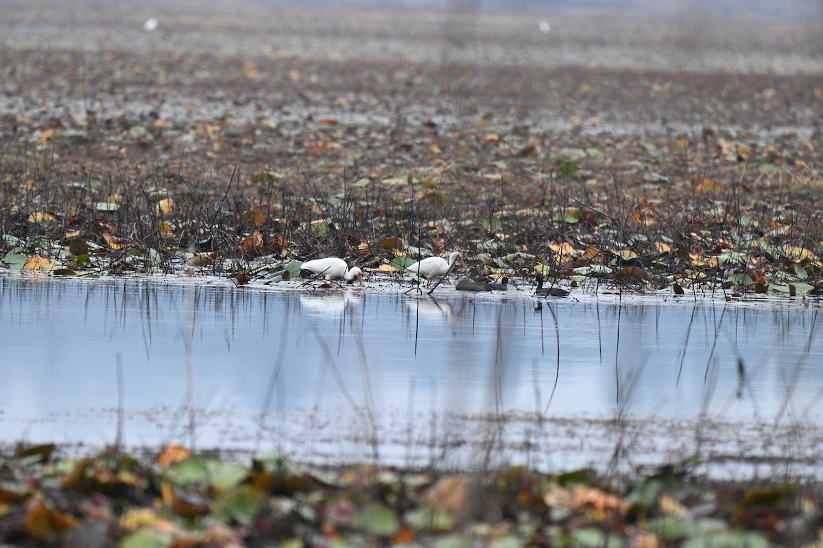 Белый ибис - ML645599480