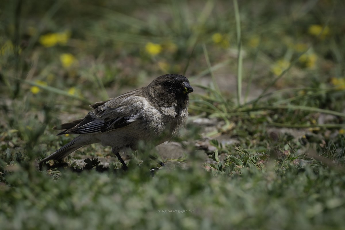 Black-headed Mountain Finch - ML645599489