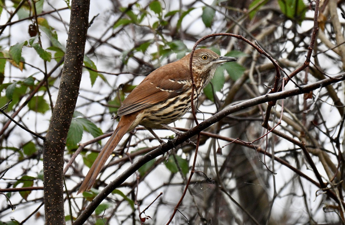 Brown Thrasher - ML645599493