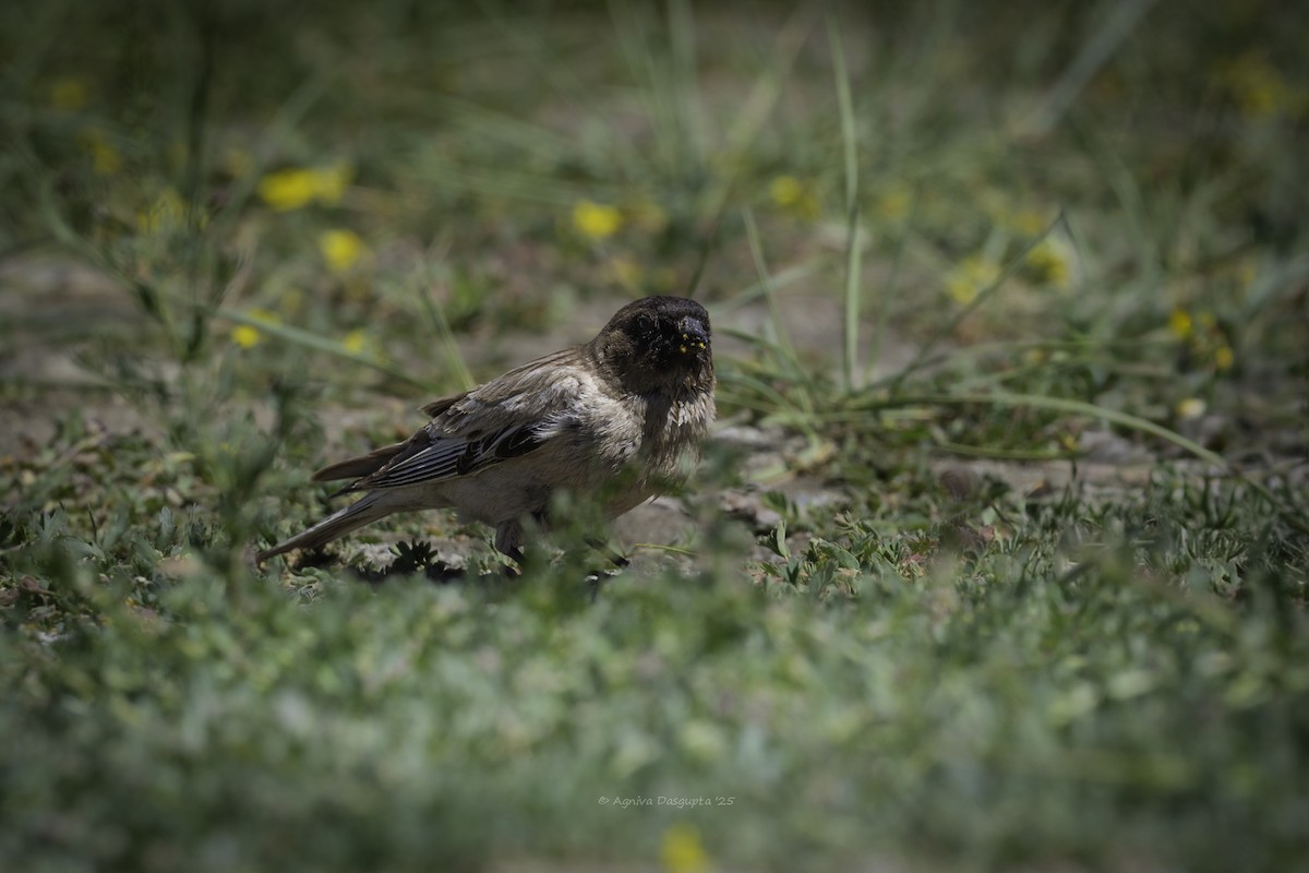 Black-headed Mountain Finch - ML645599494
