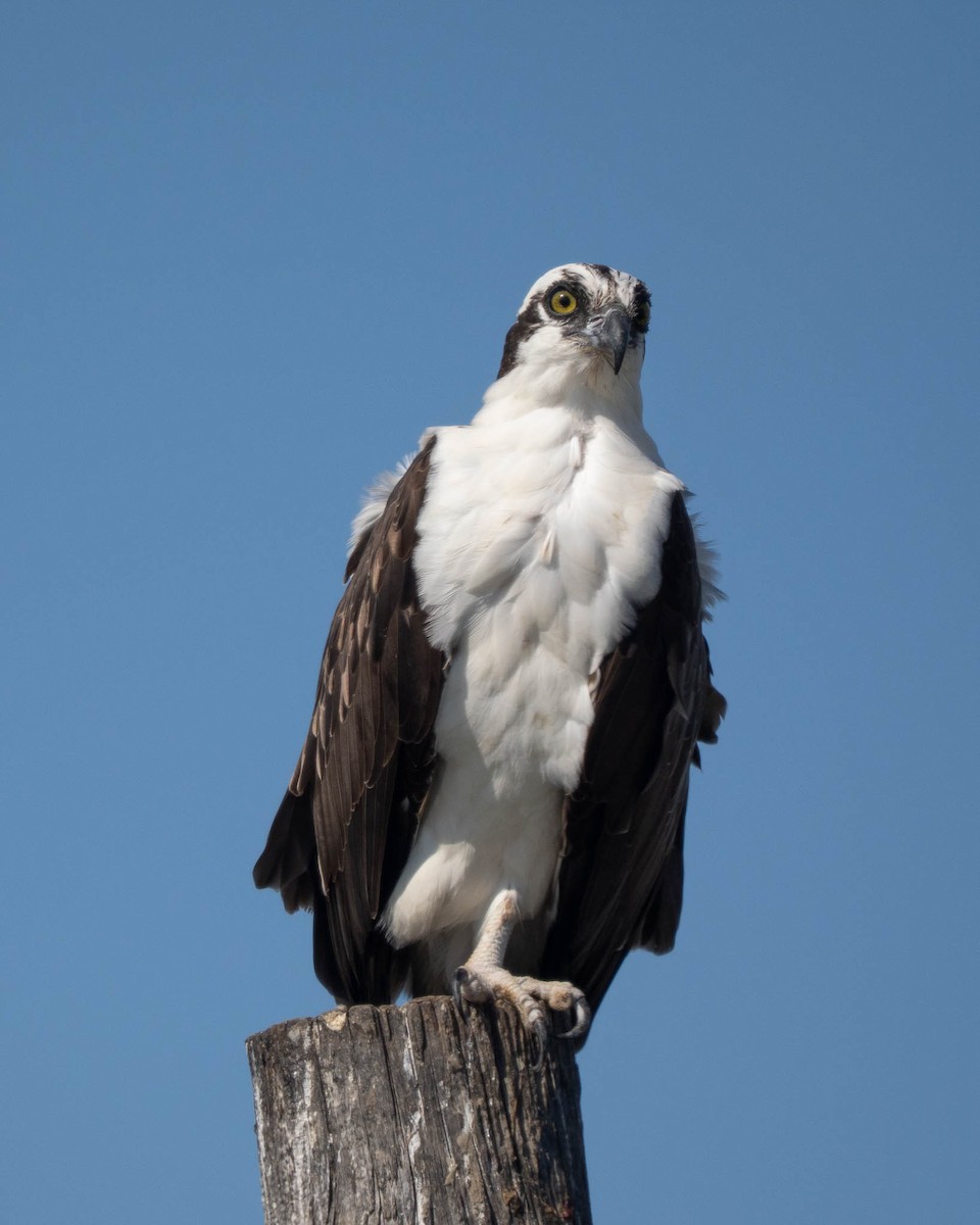 魚鷹 - ML645599499