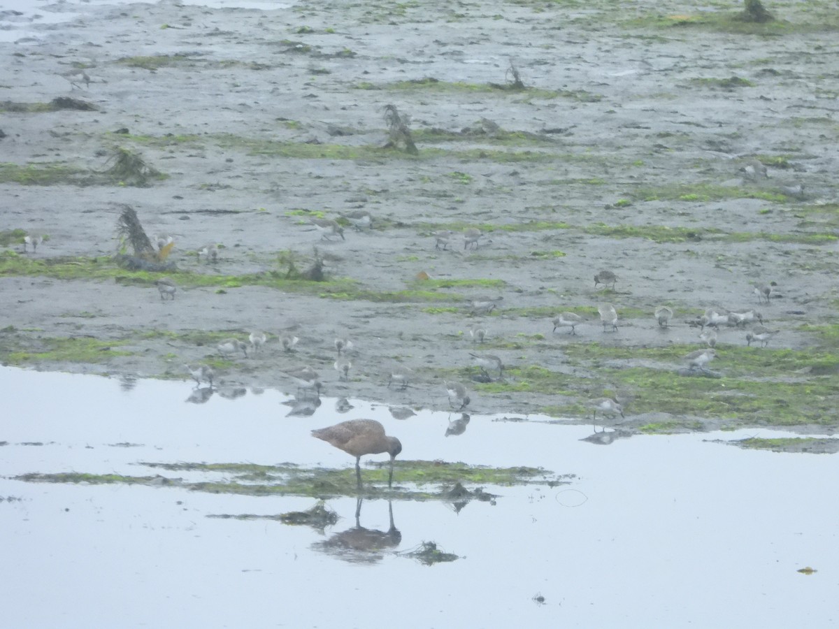 Marbled Godwit - ML645599500