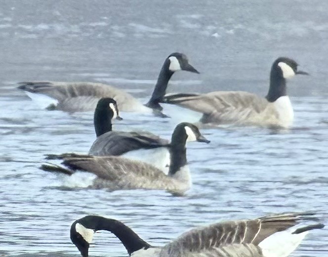 Canada Goose - ML645599501