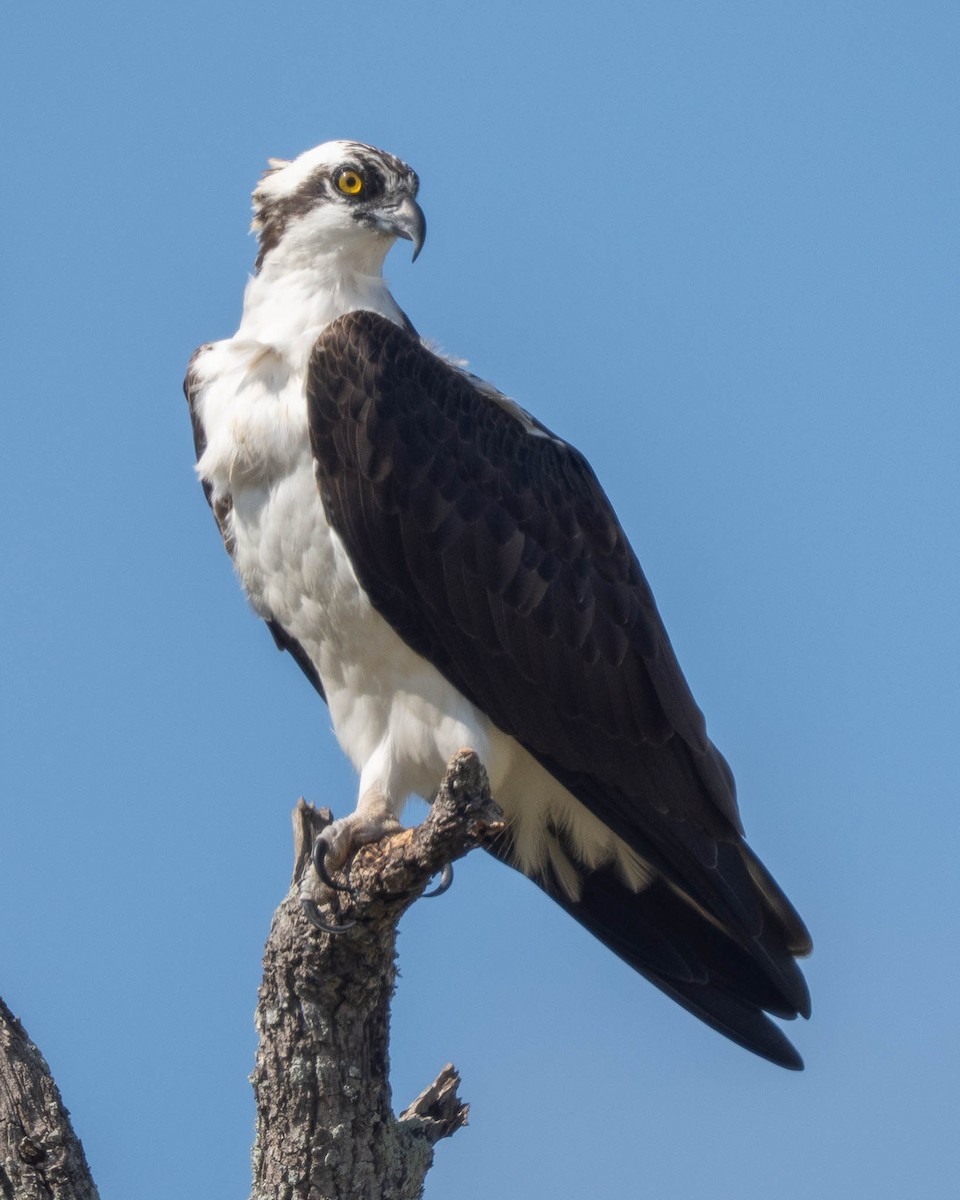 魚鷹 - ML645599507