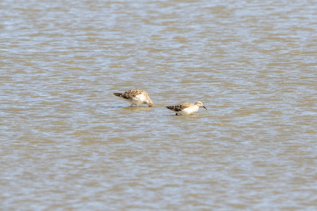 流蘇鷸 - ML645599510