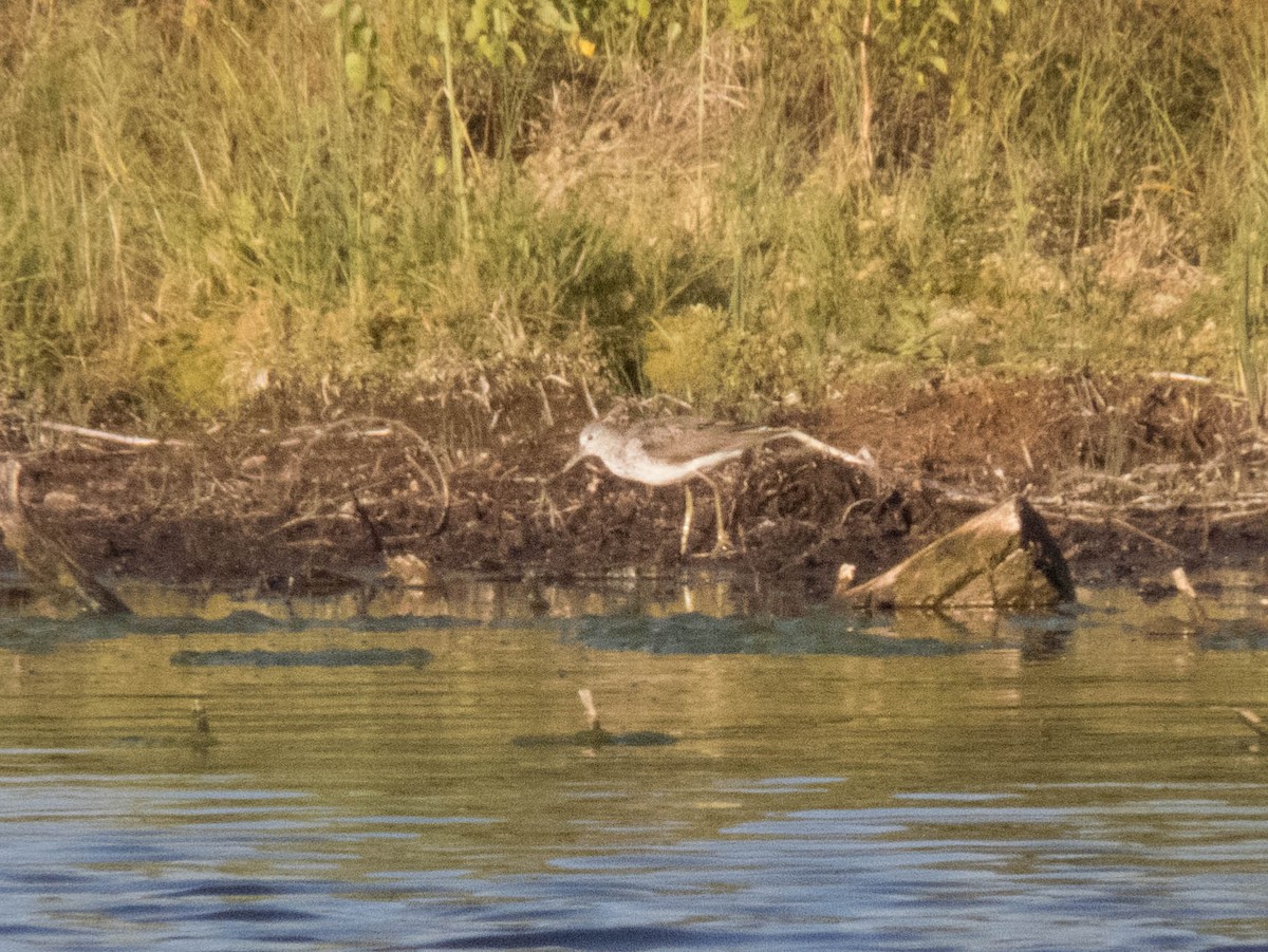 青足鷸 - ML645599511