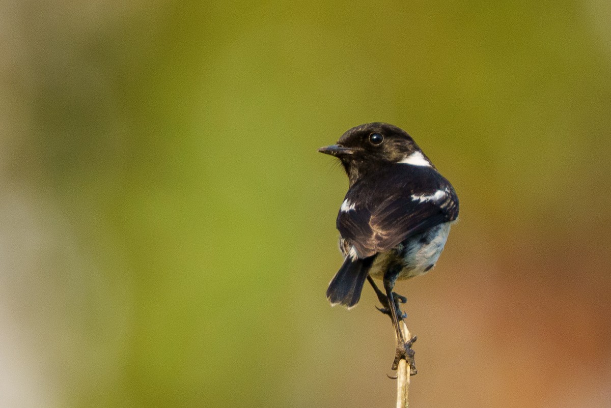African Stonechat (Madagascar) - ML645599513
