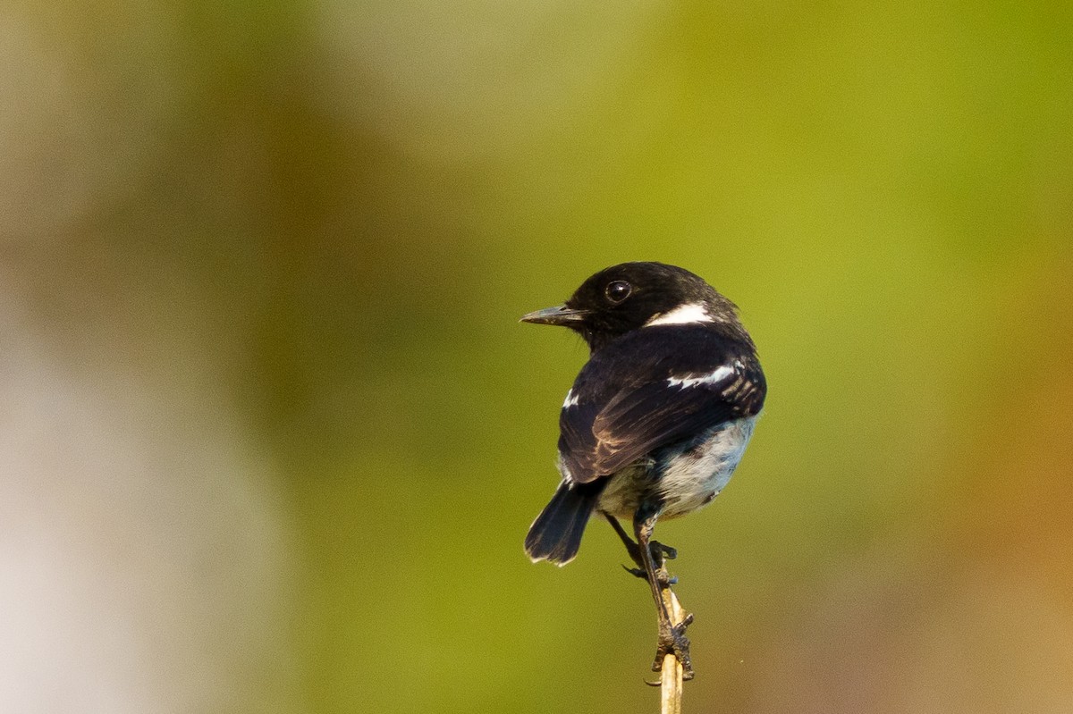 African Stonechat (Madagascar) - ML645599514