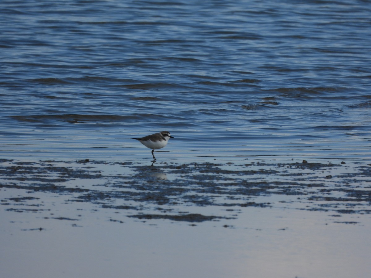 東方環頸鴴 - ML645599515