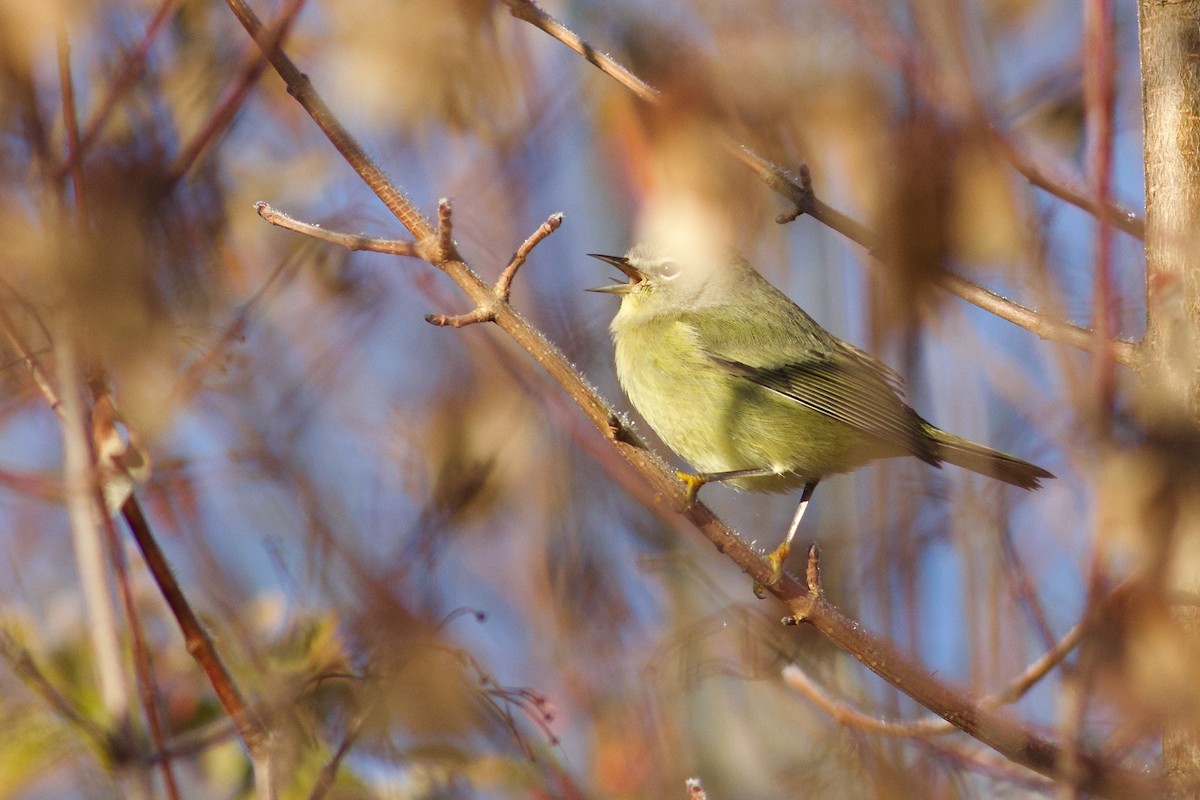 Orange-crowned Warbler - ML645599517