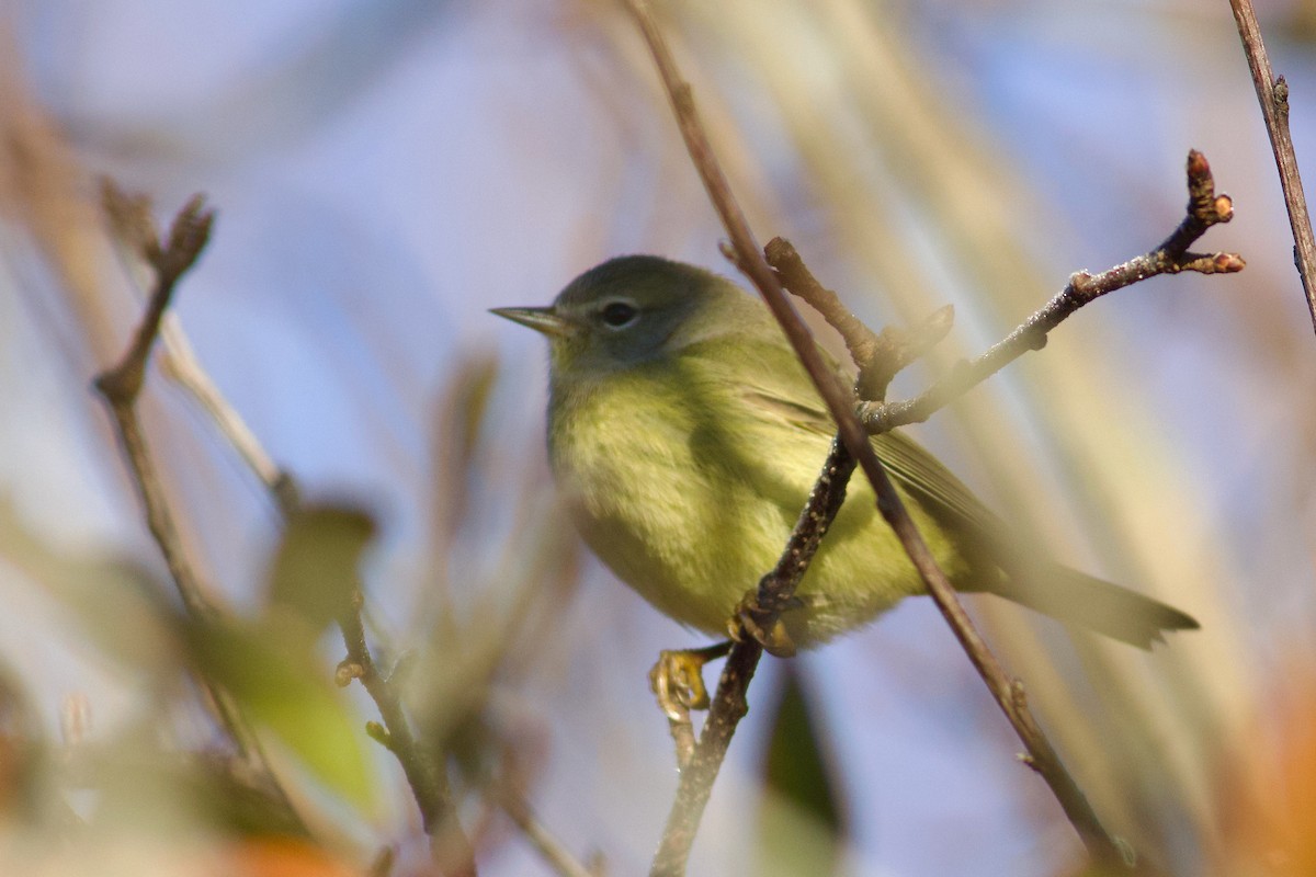 Orange-crowned Warbler - ML645599518