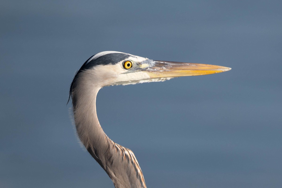 Great Blue Heron - ML645599519