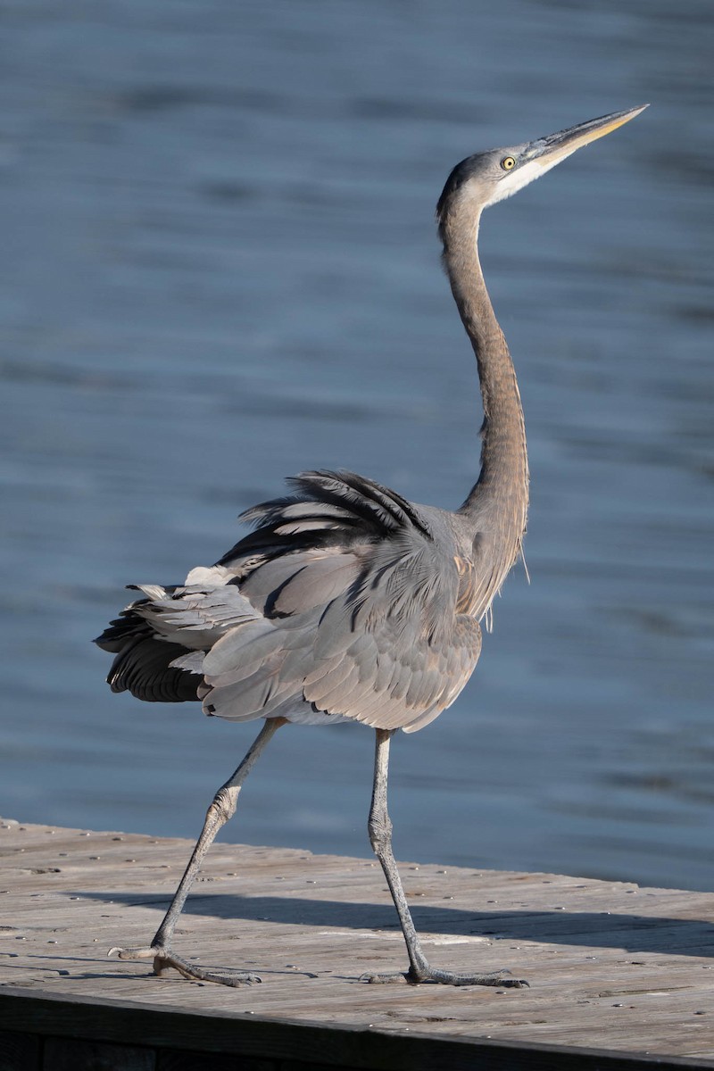 Great Blue Heron - ML645599520