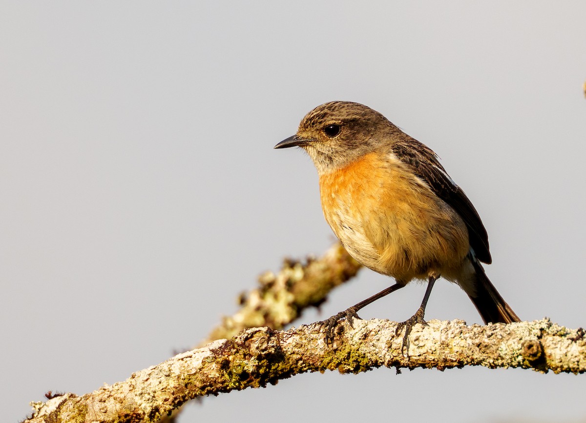 African Stonechat (Madagascar) - ML645599526