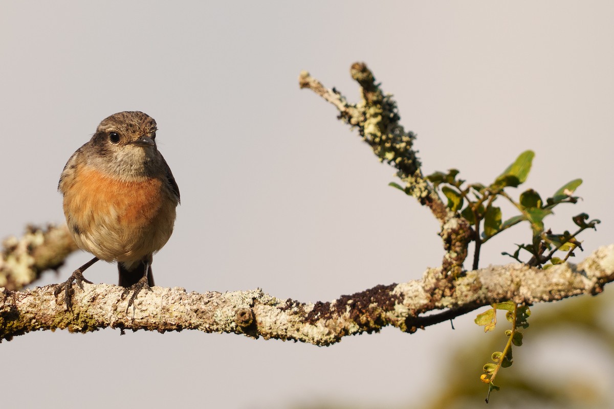 African Stonechat (Madagascar) - ML645599527