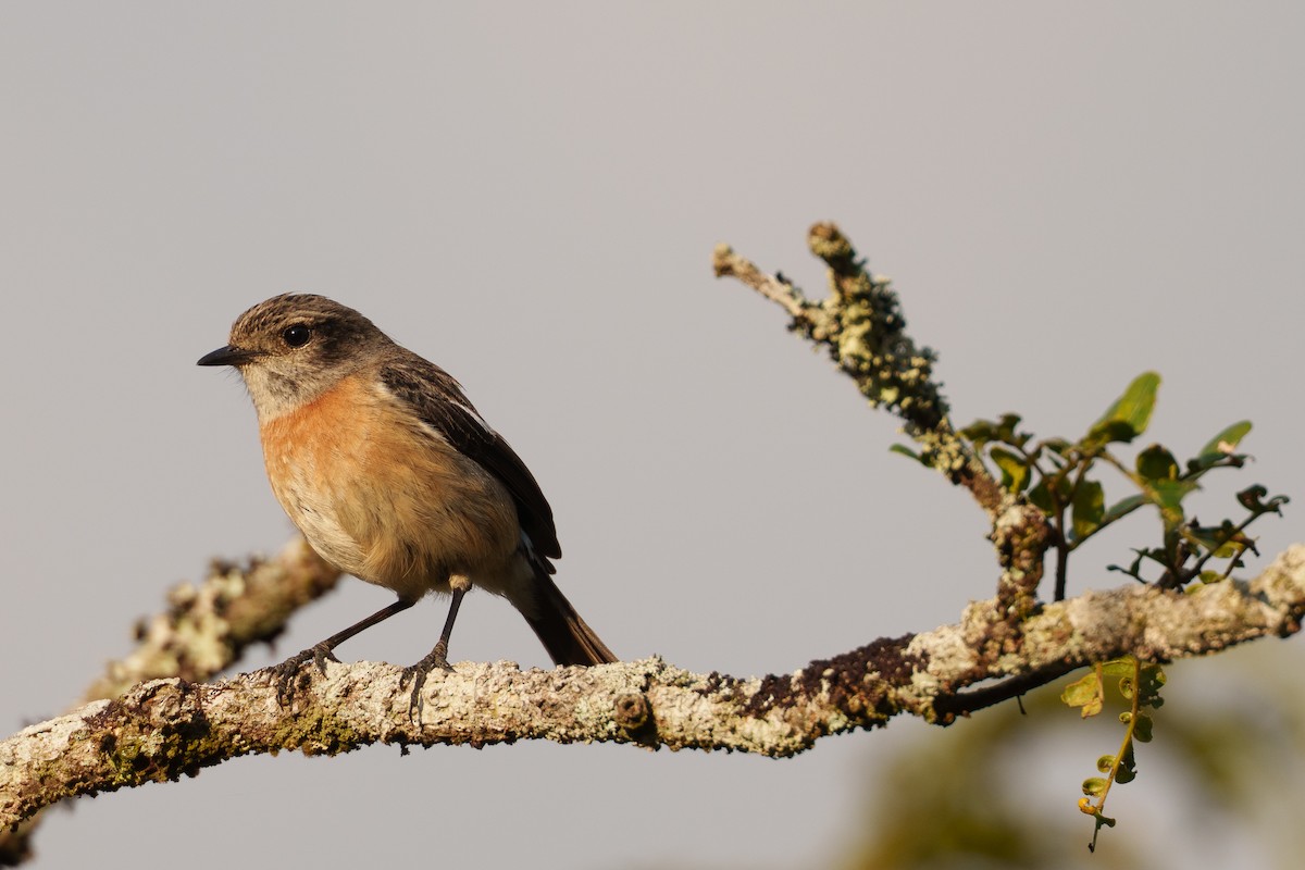 African Stonechat (Madagascar) - ML645599528